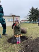 Sadenie stromčekov v Stonožke  1